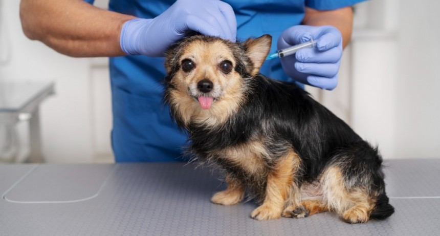 Cronograma de la Campaña de Vacunación Antirrábica en febrero