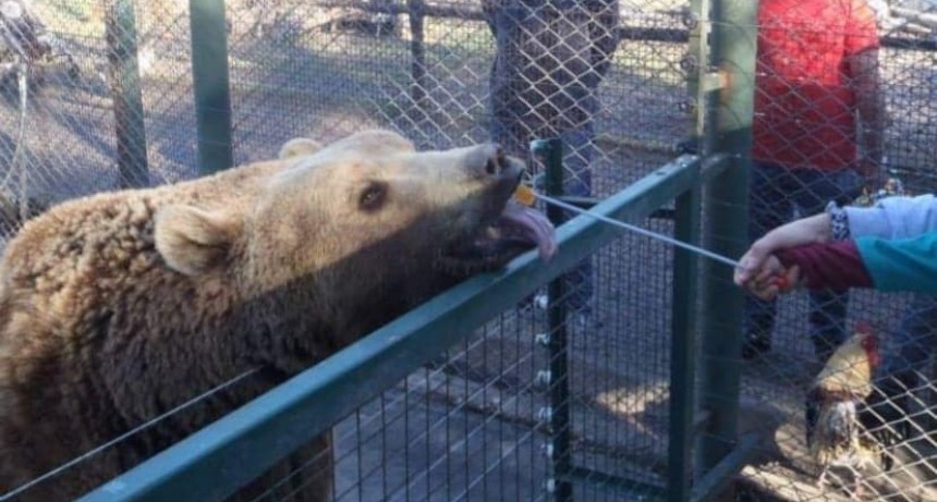 “En el Zoo Luján es todo muy descarnado y brutal”