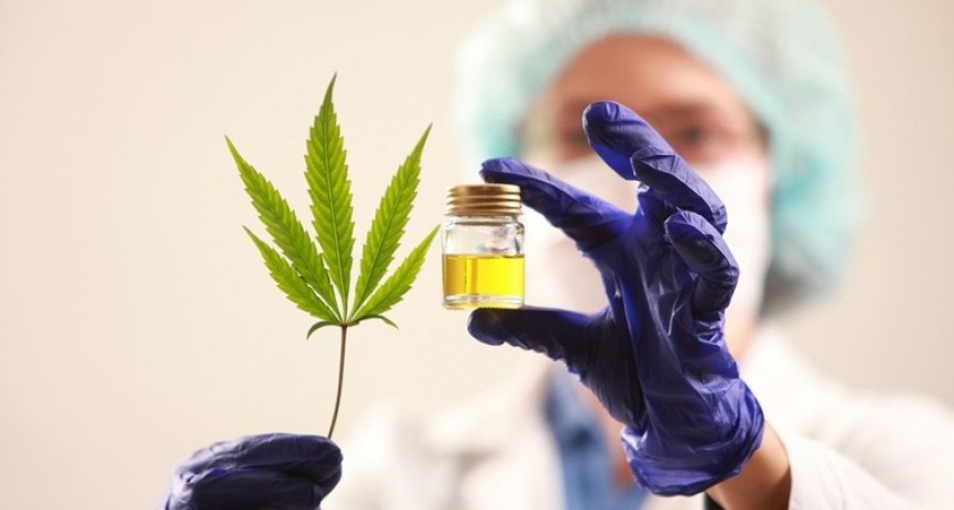 El HCD aprobó la regulación del uso y la producción del Cannabis